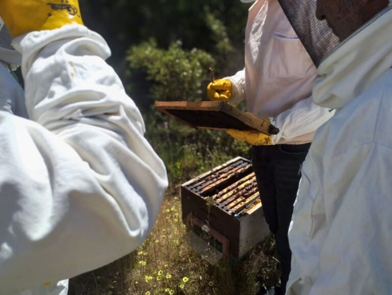 a beehive near chefchaouen