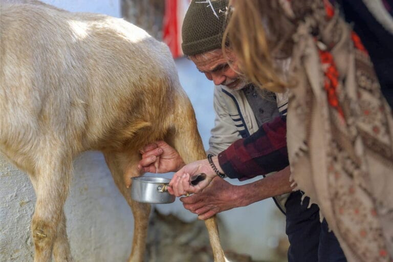 milk a goat for moroccan cheese