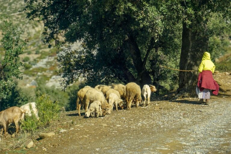 sheperd and her sheeps in a local village in the rif mountains of morocco