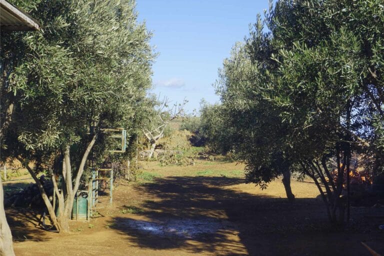 The serene olive grove at the traditional pottery cooperative domain near Oued Laou.