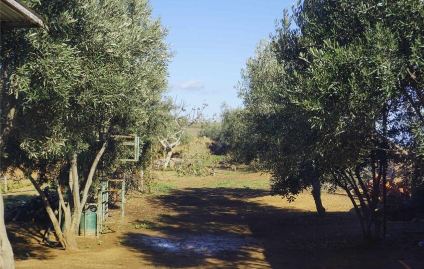 The serene olive grove at the traditional pottery cooperative domain near Oued Laou.