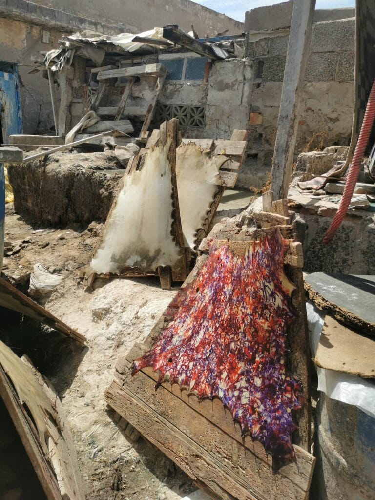 Brightly colored dyed goat skins drying on wooden frames in the raw, authentic yard of Essaouira's oldest tannery.